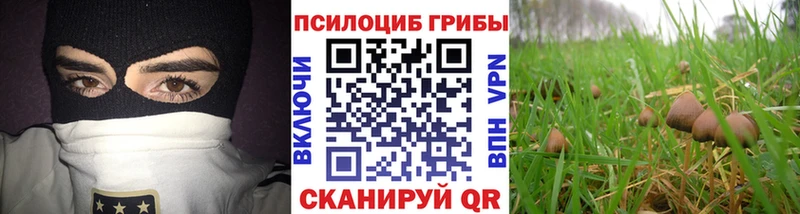 цена наркотик  Жуков  Псилоцибиновые грибы Cubensis 